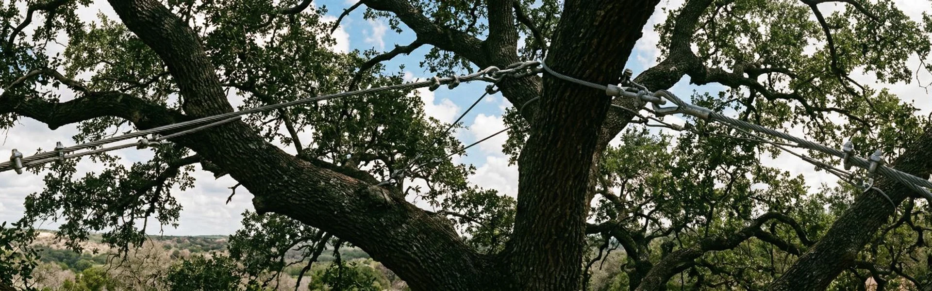 Professional Tree Cabling and Bracing in San Angelo