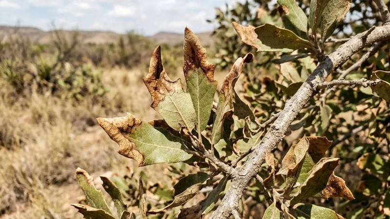 Signs of drought stress on tree leaves