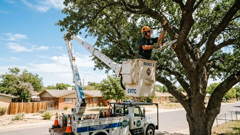 Well-maintained trees along a San Angelo residential street showing proper trimming and care
